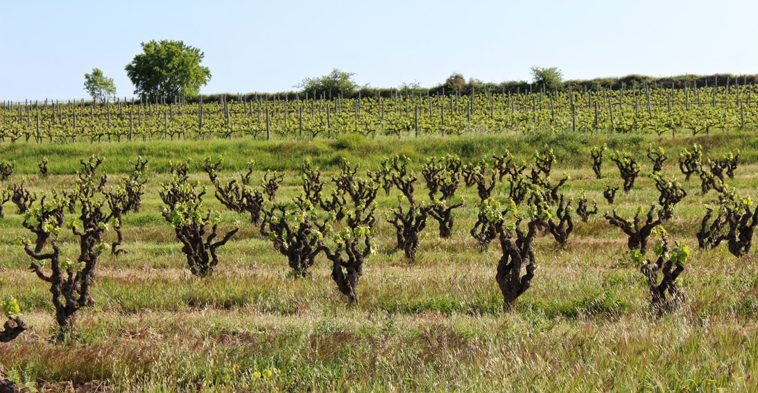 Alte Macabeu-Reben in der Einzellage Vinya De La Pedra bei Celler Credo