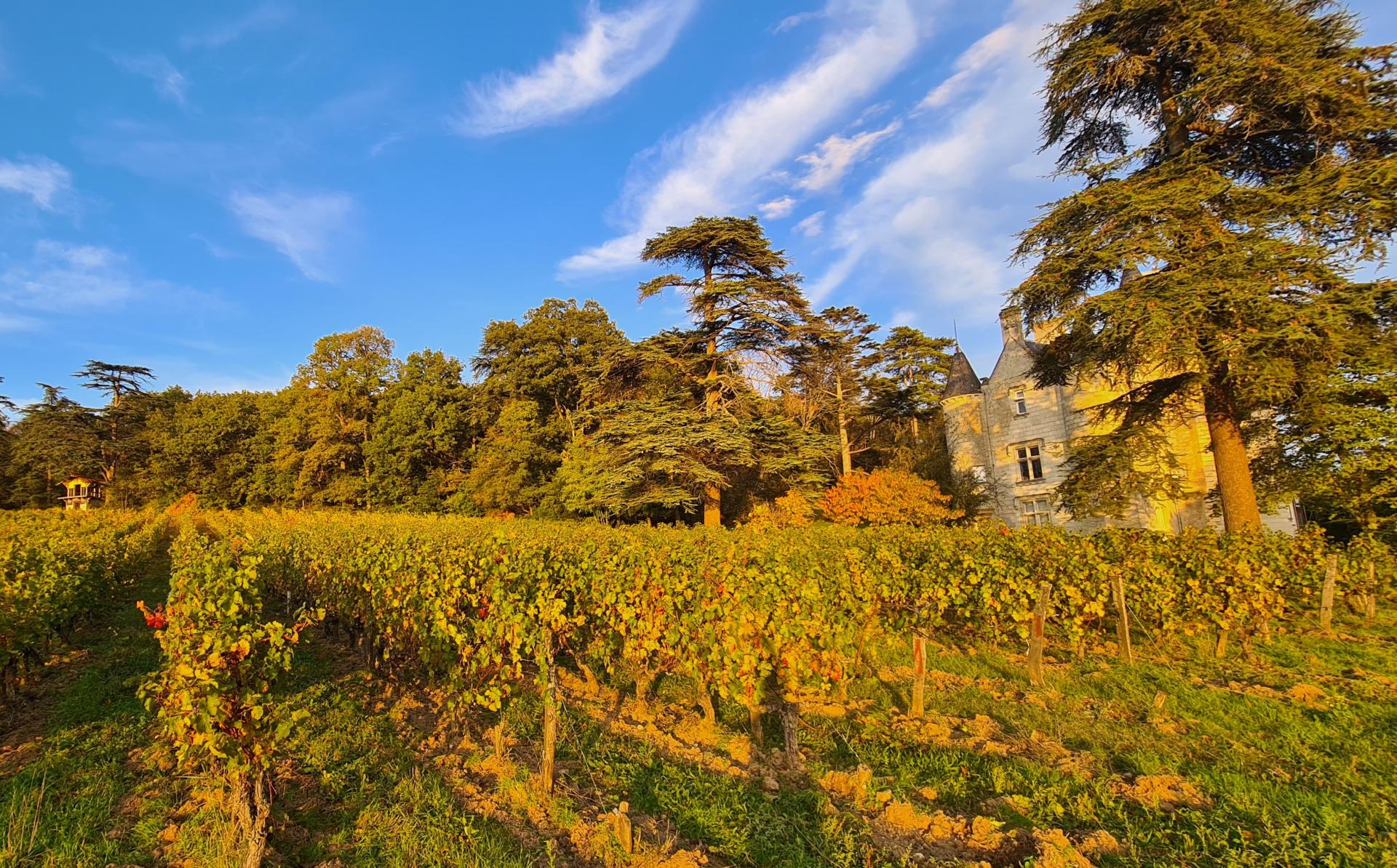 Blick auf das Château de Coulaine und die umliegenden Weinberge