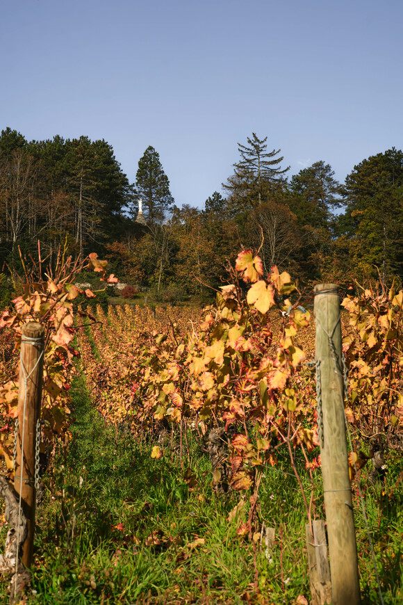 Weinberge von Thomas Bouley in Volnay im Herbst