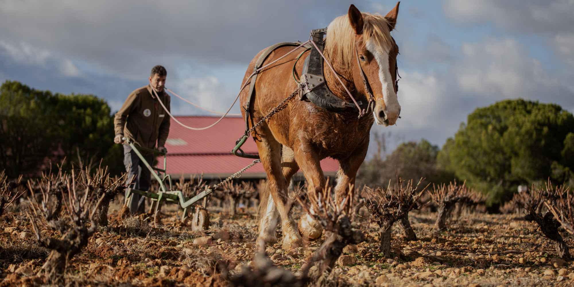 Biodynamischer Weinbau auf Quinta de la Quietud