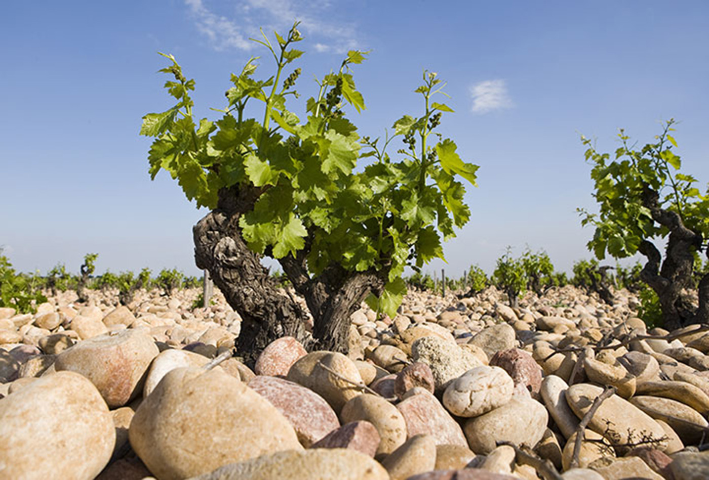La Nerthe Weinberge mit Galets roulés