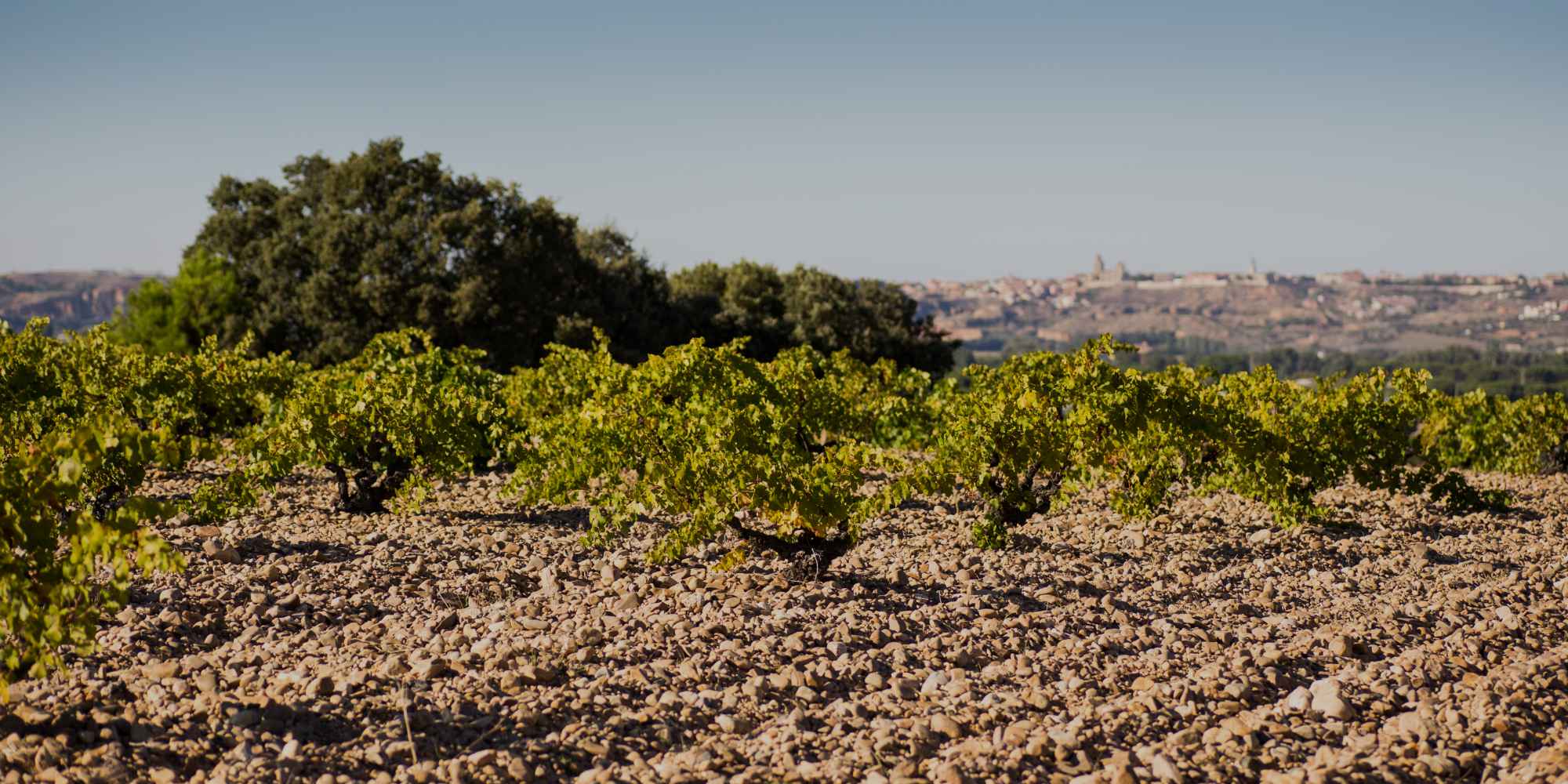 Weinberge von Quinta de la Quietud in Toro