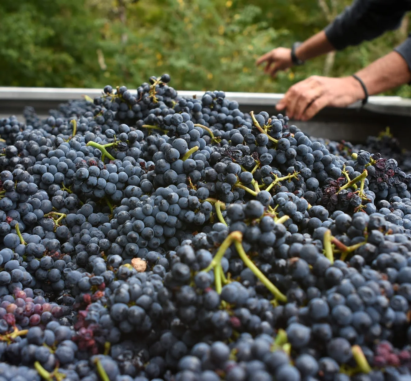 Raisins de pinot noir chez Les Poëte