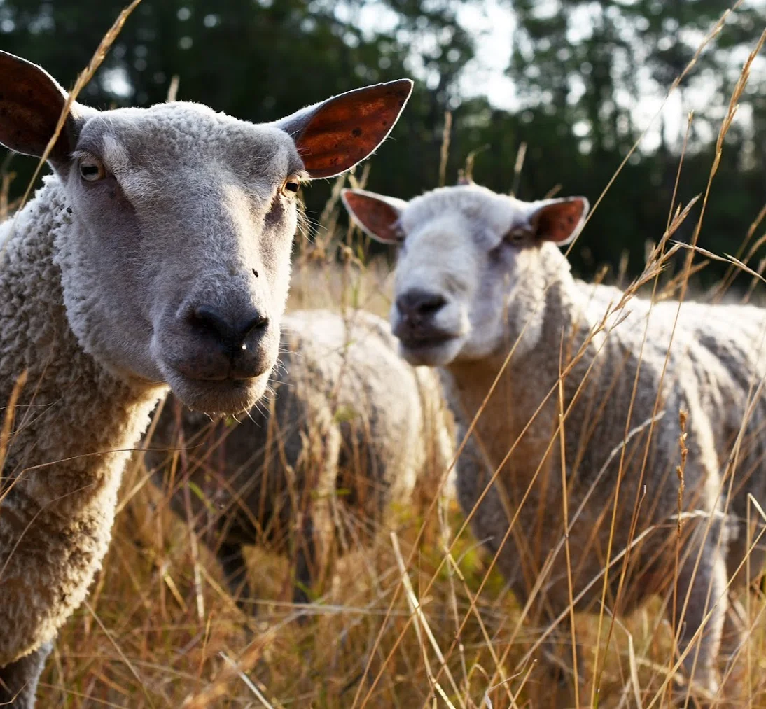 Moutons dans les vignes des Poëte