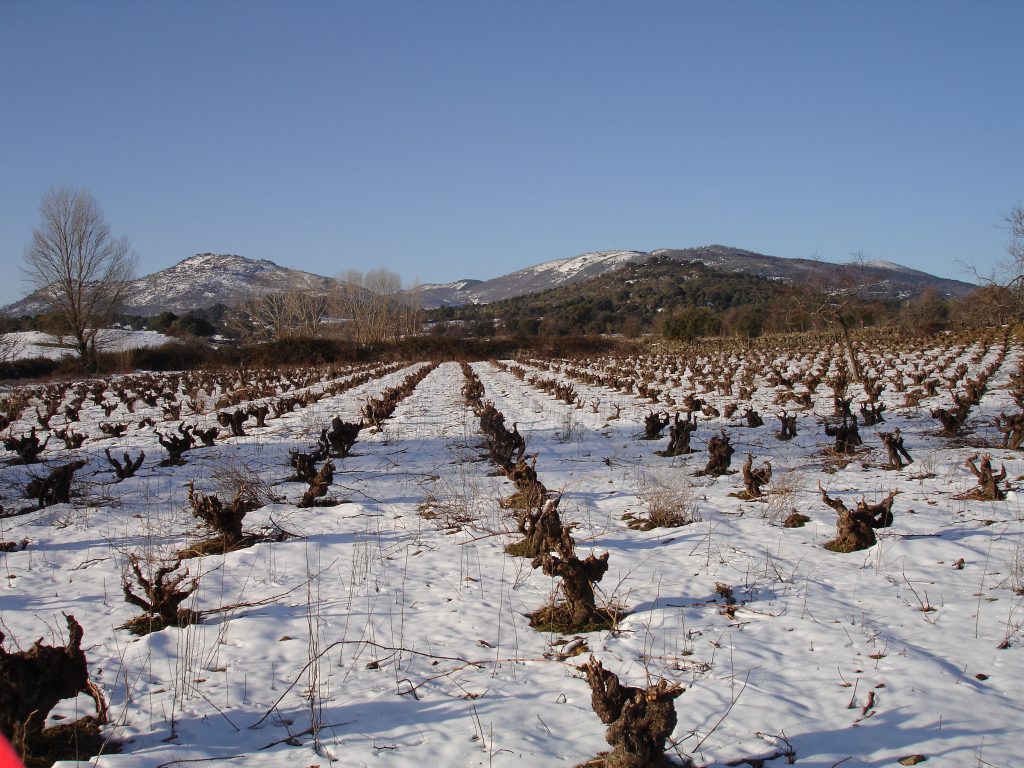 Old Garnacha vines in the snow at Jiménez-Landi