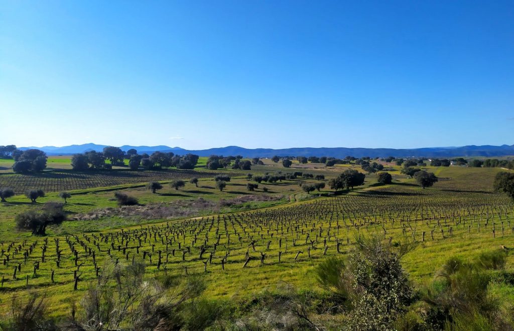 Paysage de vignes à Méntrida avec vue sur la Sierra de Gredos