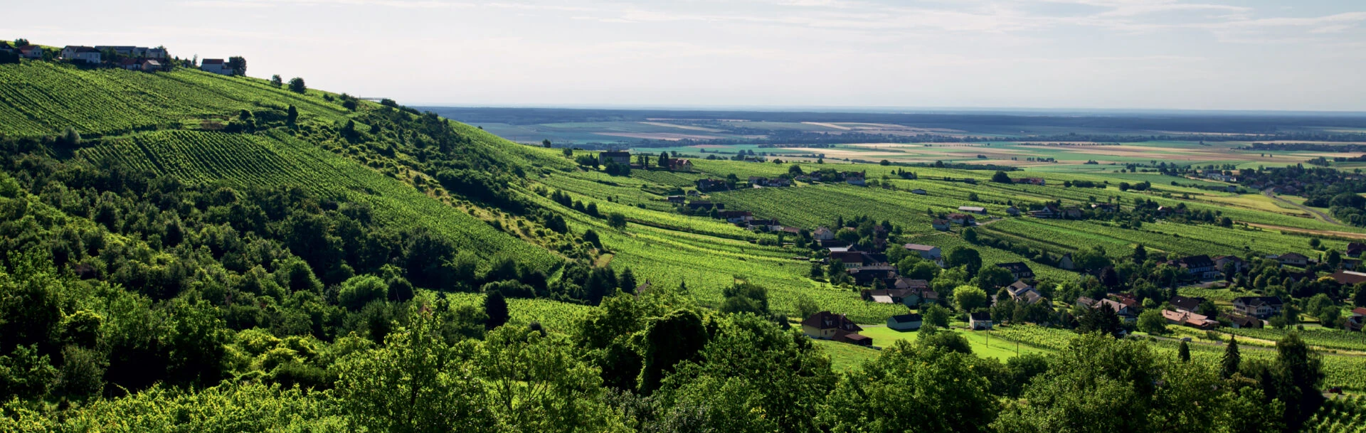 Weinberg am Eisenberg im Südburgenland