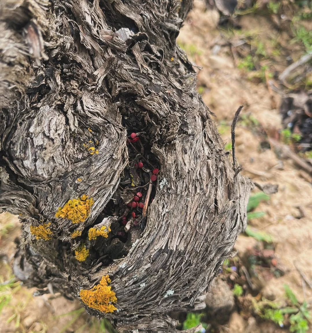 vieilles vignes dans un vignoble vivant, Tentenublo