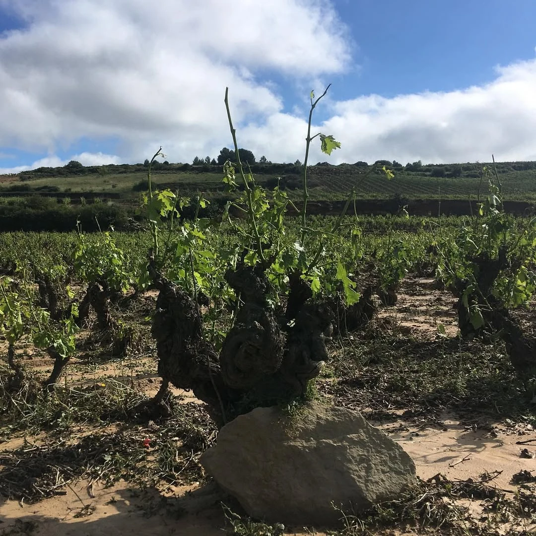 vieilles vignes de Rioja Alavesa, Tentenublo