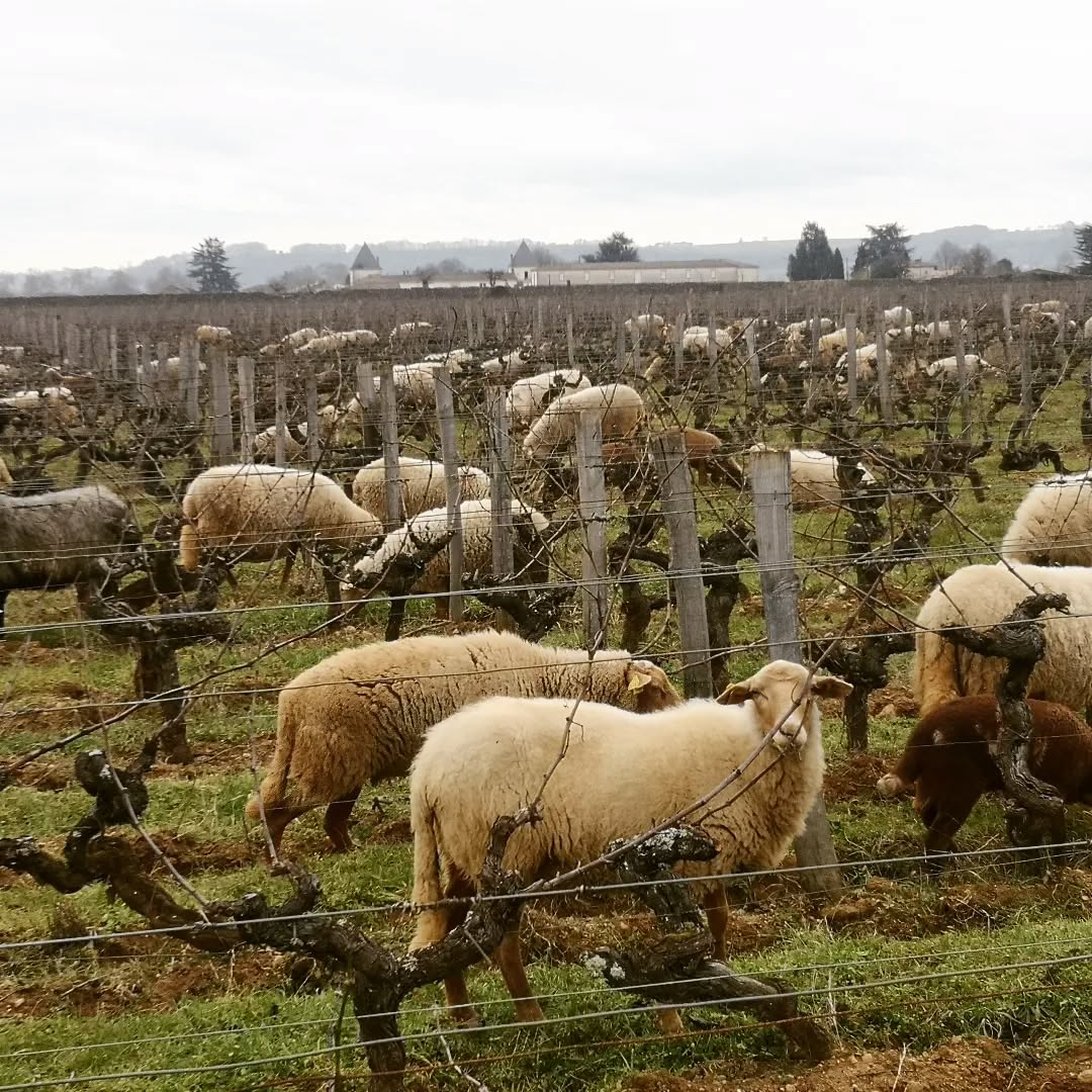 Animaux dans le vignoble à Château Climens