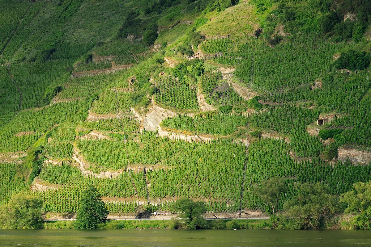 Steep slope in the Enkircher Ellergrub