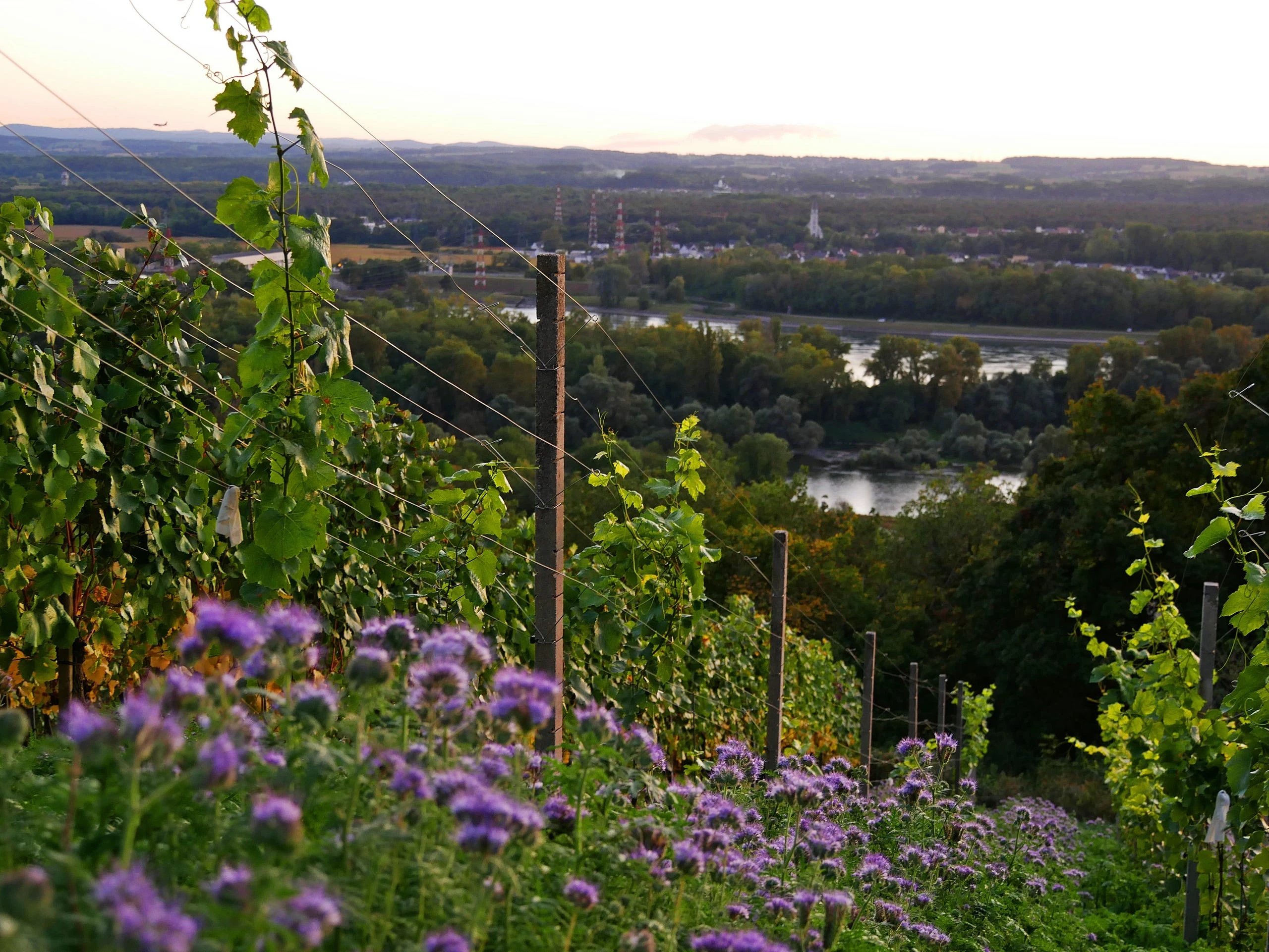klotz weinberg steillage
