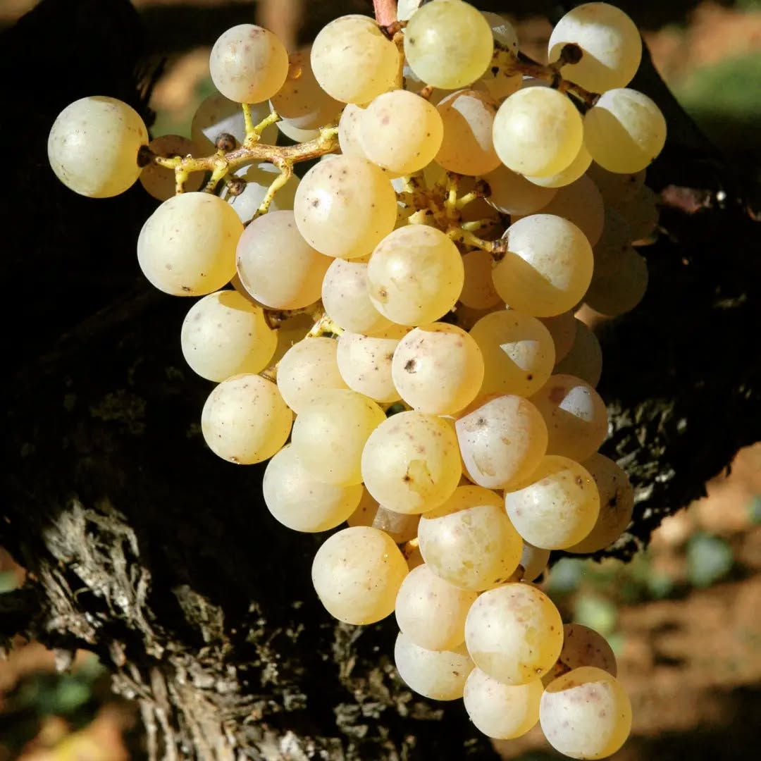 Raisin Sémillon mûr peu avant les vendanges à Château Climens