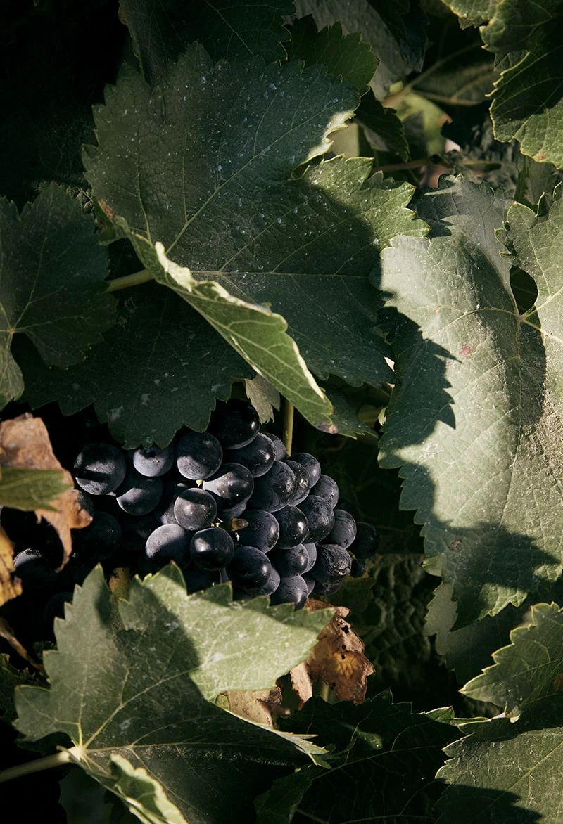 nero d avola trauben bei case alte