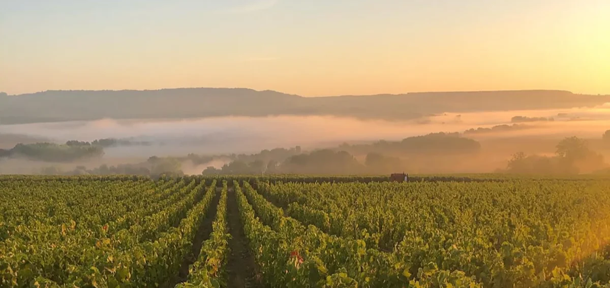 Weinberge von Champagne Alexis bei Sonnenaufgang
