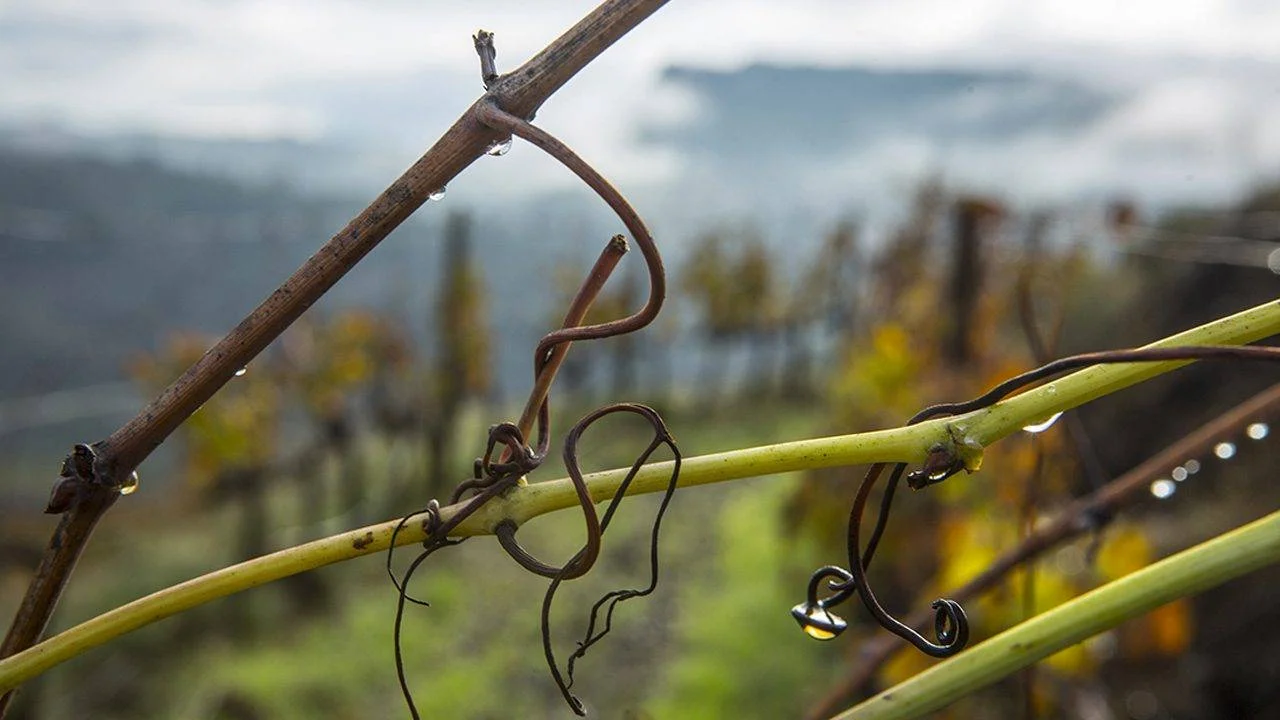 Vecchie viti nei vigneti di Alfredo Arribas nel Priorat