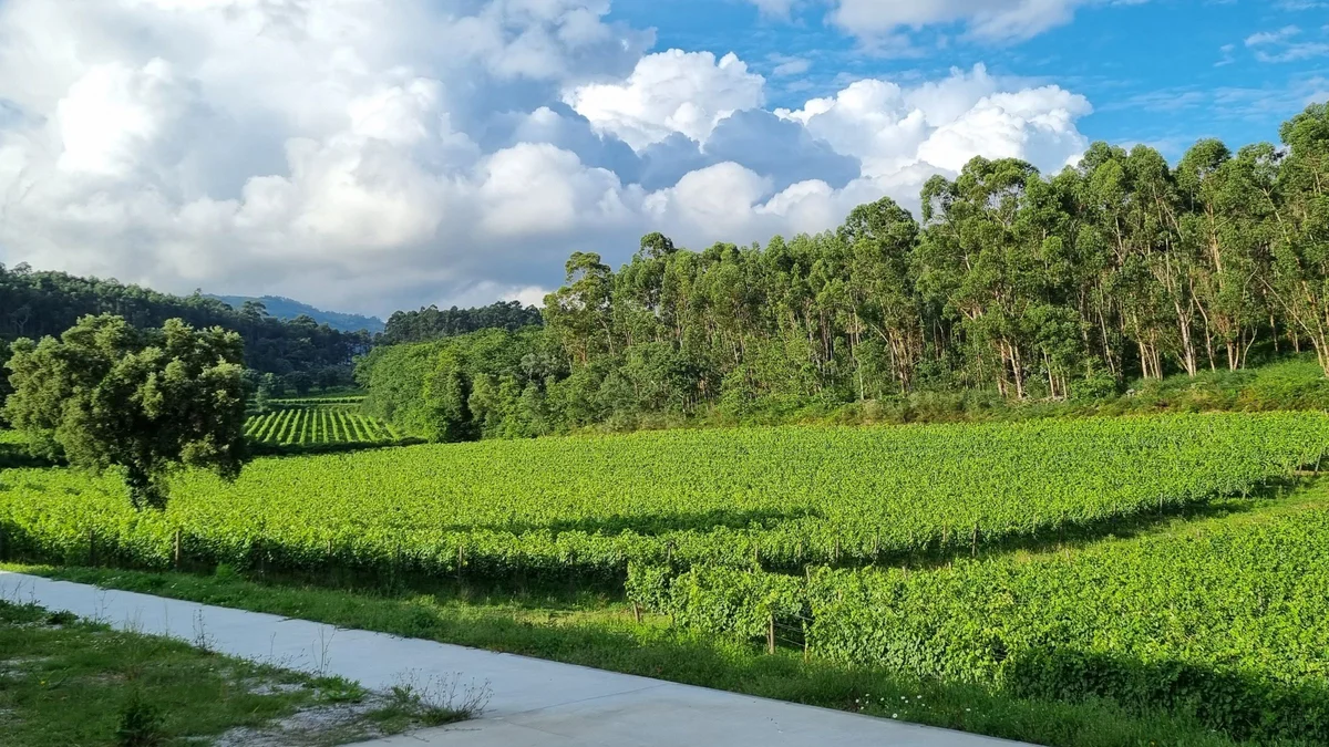 Weinberge von Aphros Wine umgeben von Wäldern im Vinho Verde