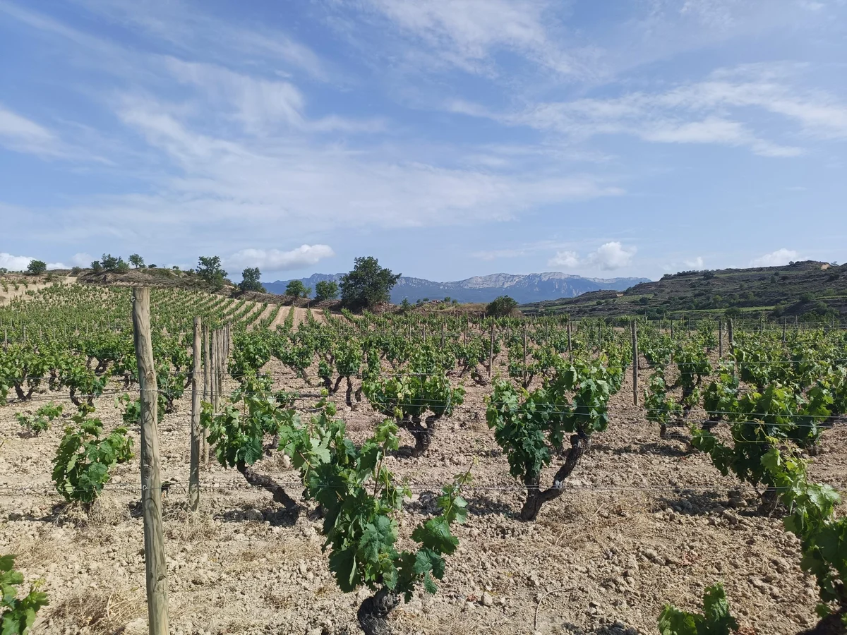 Alte Garnacha-Buschreben in den Weinbergen