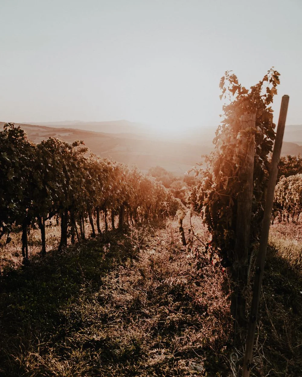 Bakkanali Weinberge bei Sonnenuntergang am Monte Amiata