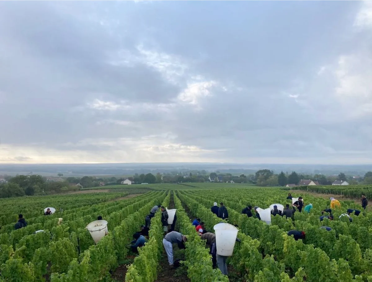 Weinlese bei Domaine du Bouchot in Pouilly-Fumé Loire
