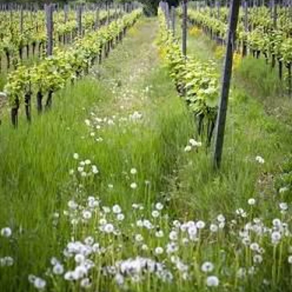 Biodynamische Weinberge von Cà del Vént mit natürlicher Begrünung