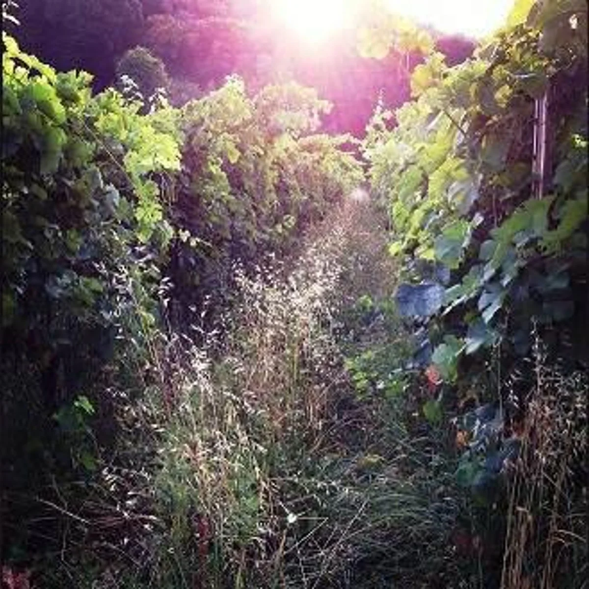 Weinberge von Cà del Vént in den Steillagen der Lombardei