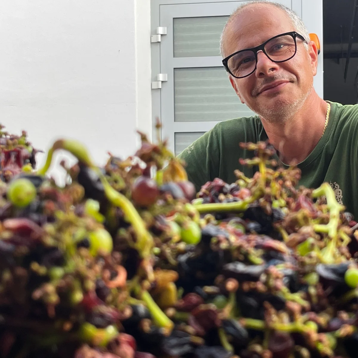 Massimo Lentsch mit frisch geernteten Trauben im Keller