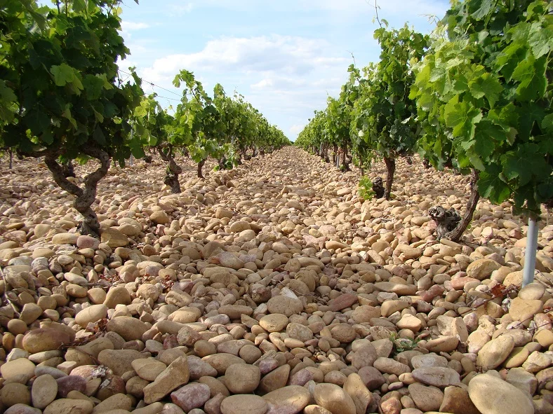 Tipici Galets nei vigneti di Châteauneuf-du-Pape