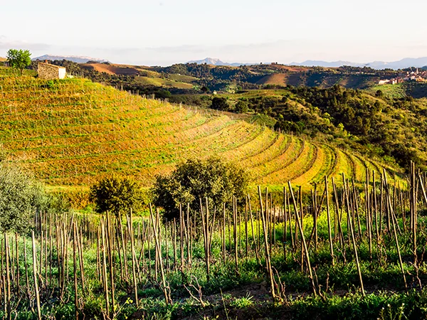 Weinberge von Clos i Terrasses im Priorat