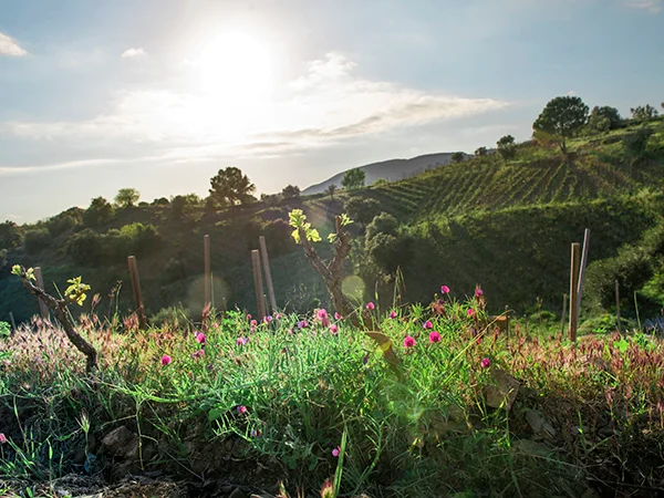 Terrassierte Weinberge von Clos i Terrasses