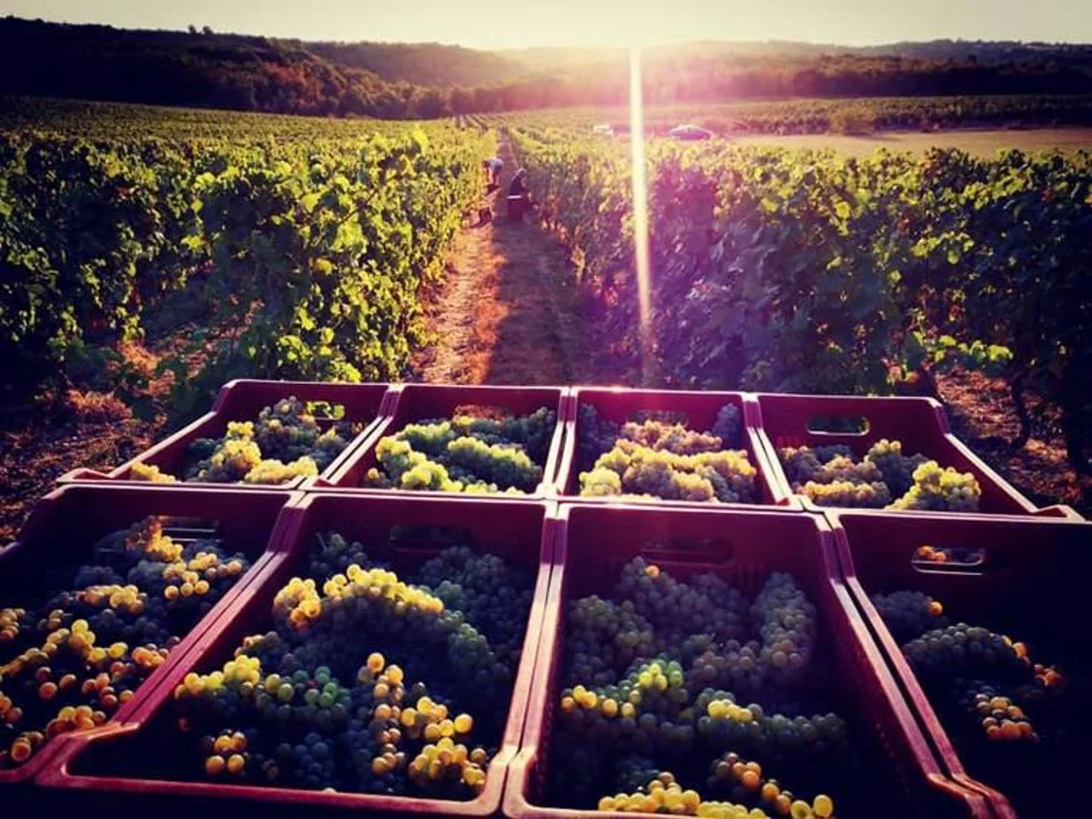 Traubenernte bei Clos Troteligotte