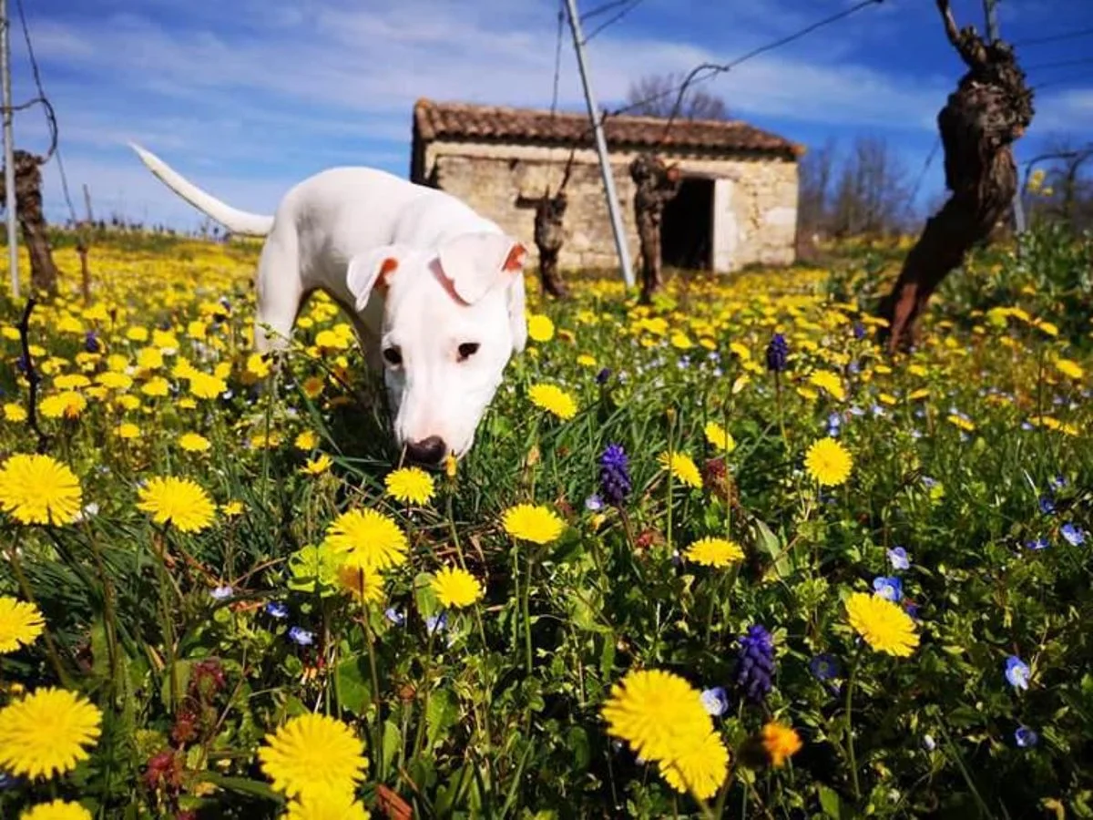 Biodiversität bei Clos Troteligotte