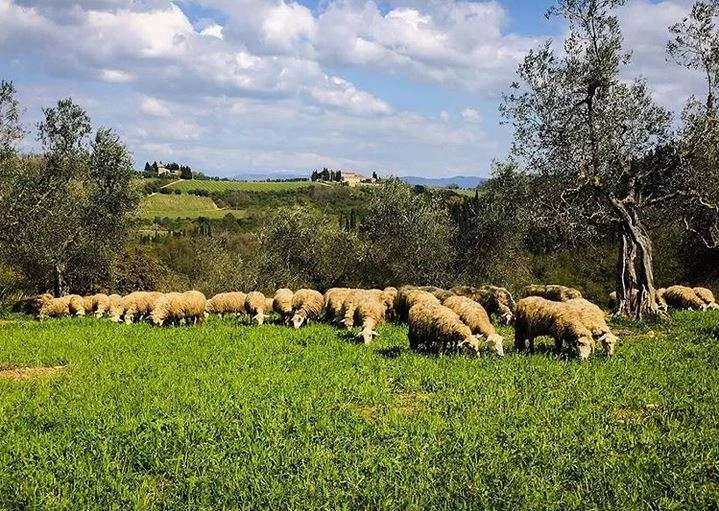 Schafe der Rasse Sarda zwischen Olivenbäumen auf dem Landgut Corzano e Paterno