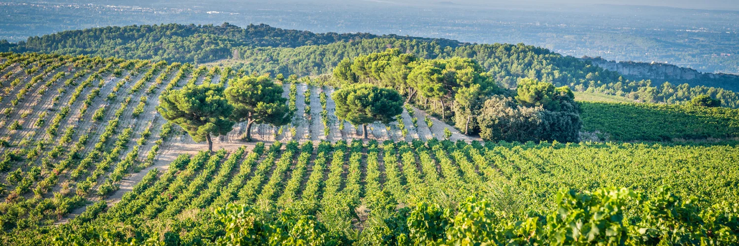 Dentelles de Montmirail - Domaine d'Ouréa Weinberge