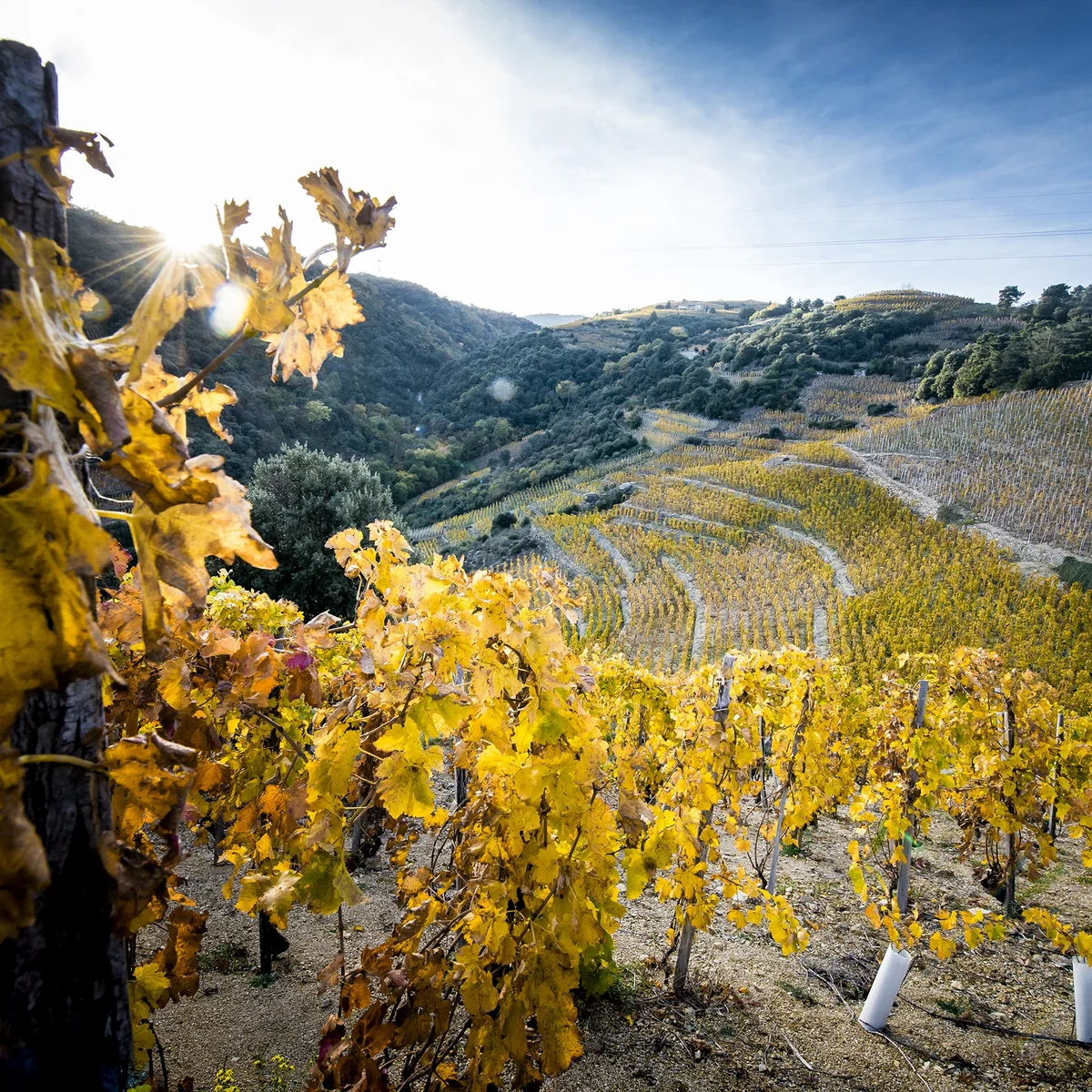 Weinberge von Du Coulet in Cornas im Herbst