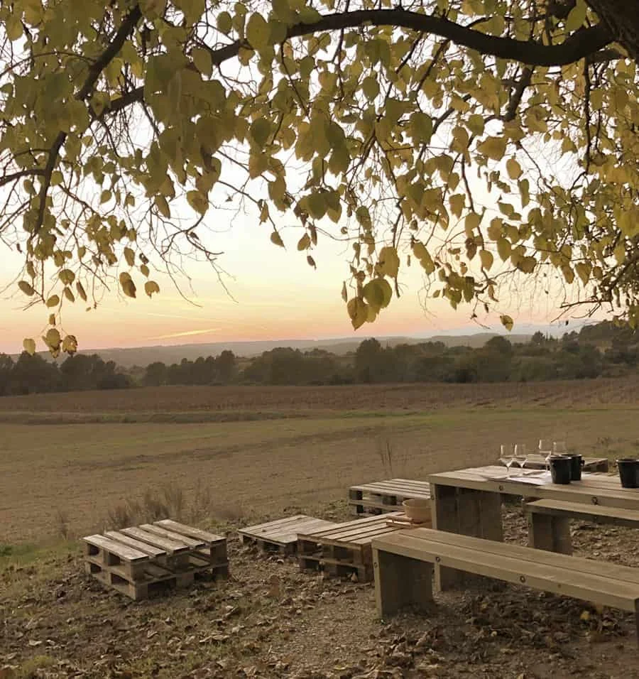 Vignes de Vins El Cep au coucher du soleil