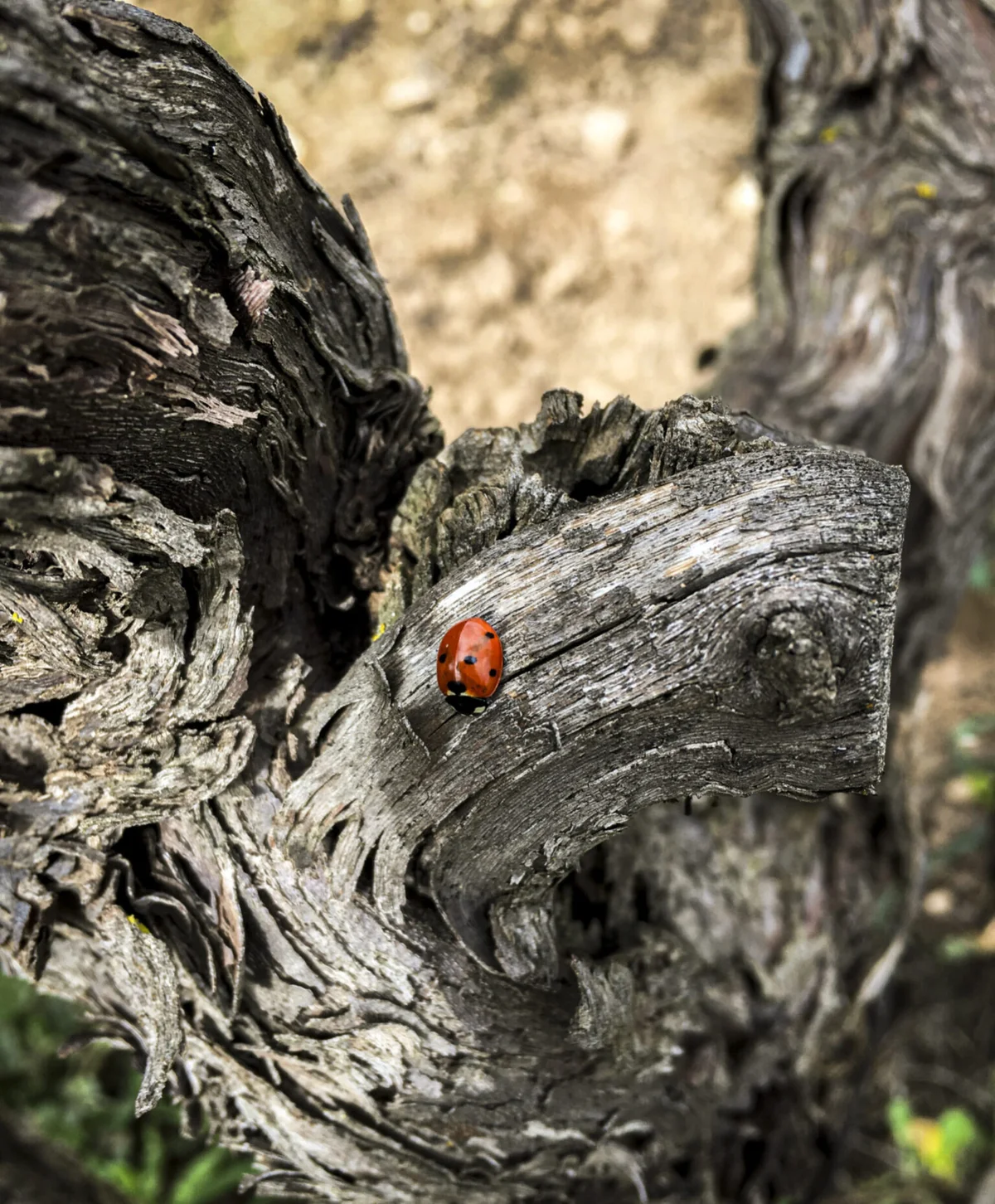 Vieux cep de Xarel·lo avec une coccinelle à Cal Raspallet