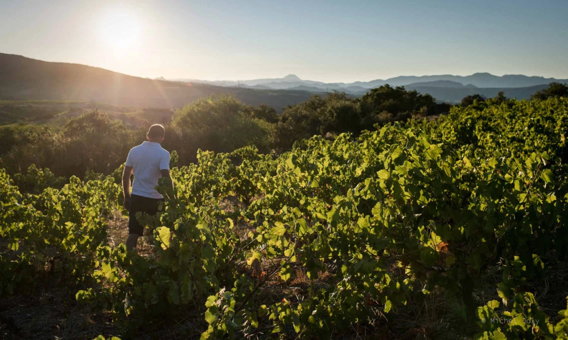 Weinberge von Terres de Fagayra bei Sonnenuntergang