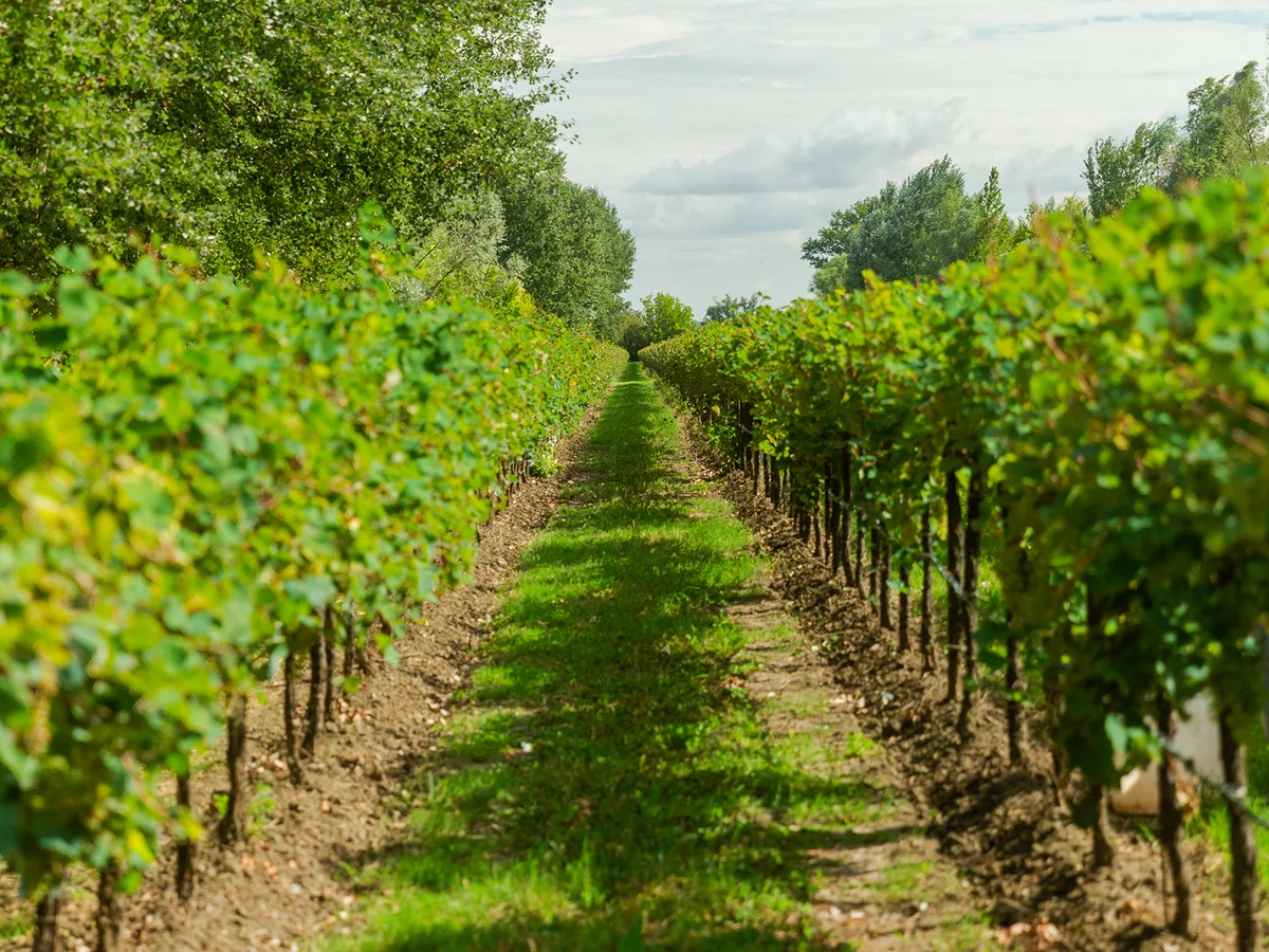 Landschaft und Weinberge des Weinguts Fidora