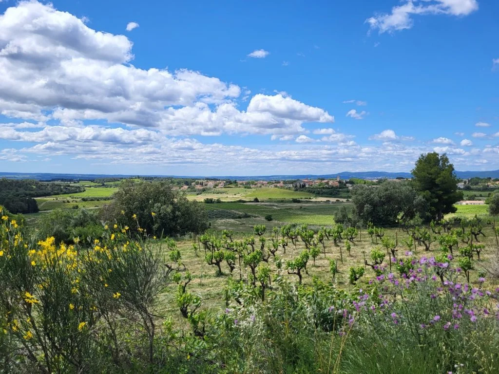 Mourvèdre-Weinberg der Domaine Flo Busch