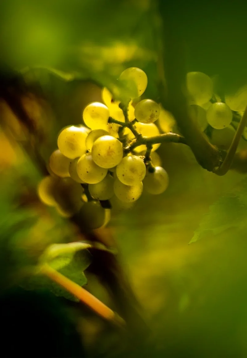 Reife Chardonnay-Trauben in den Weinbergen von Chandon de Briailles