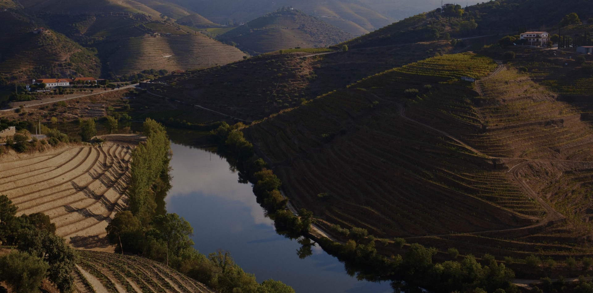 Weinberge in Portugal
