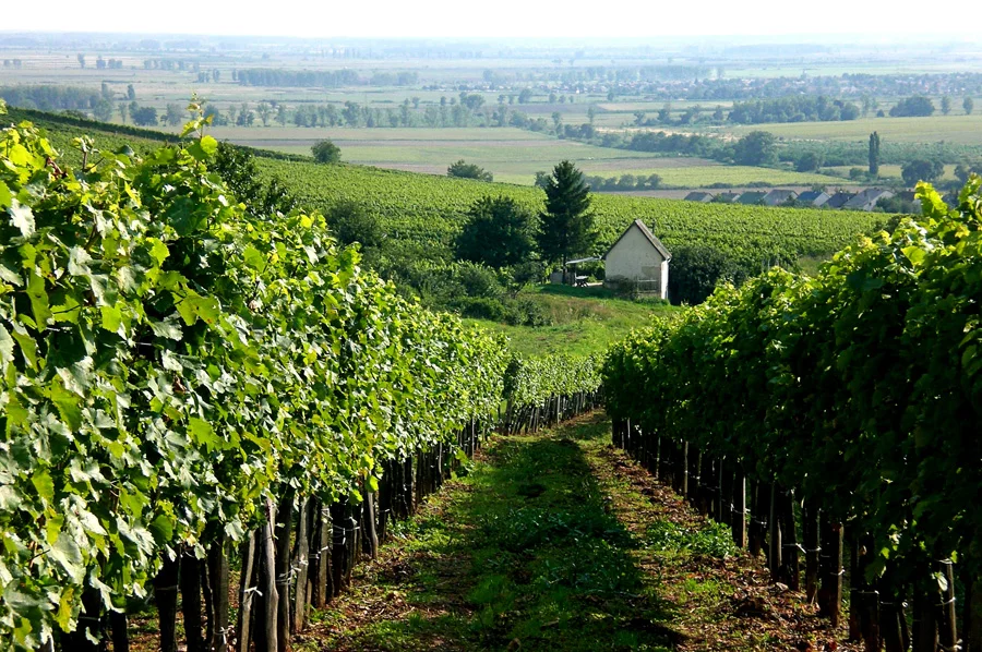Királyudvar Weinberge mit Blick über das Tokaj-Tal