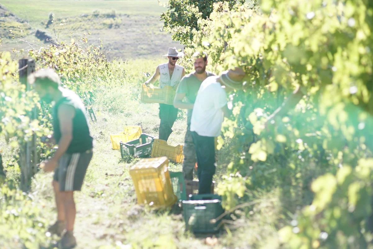 Weinlese bei Le Masse im Chianti Classico