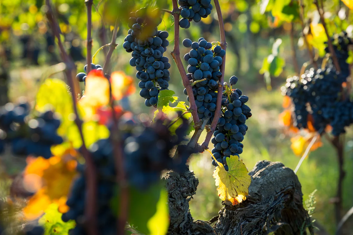 Raisins de syrah mûrs sur de vieux ceps du Domaine Les Bruyères