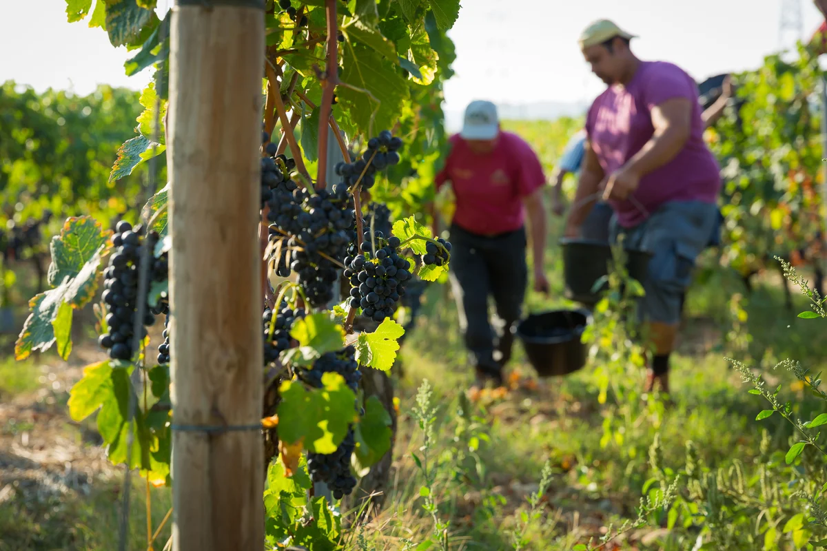 Vendanges manuelles traditionnelles au Domaine Les Bruyères