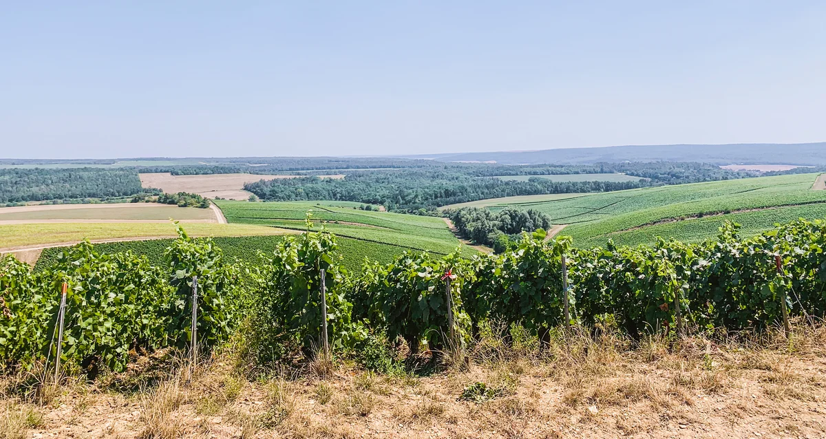 I vigneti di Champagne Louise Brison nella Côte des Bar