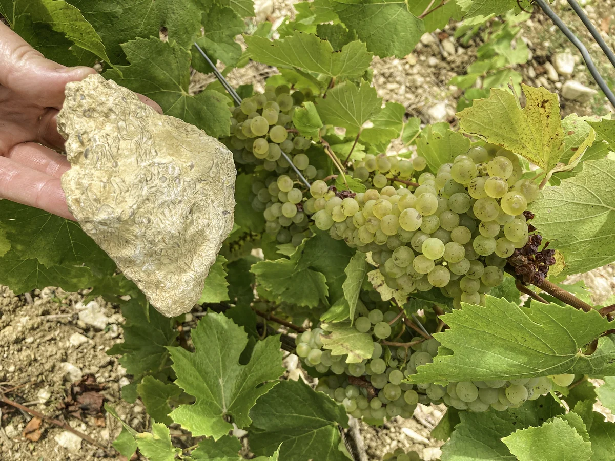 Calcare kimmeridgiano nel vigneto di Champagne Louise Brison