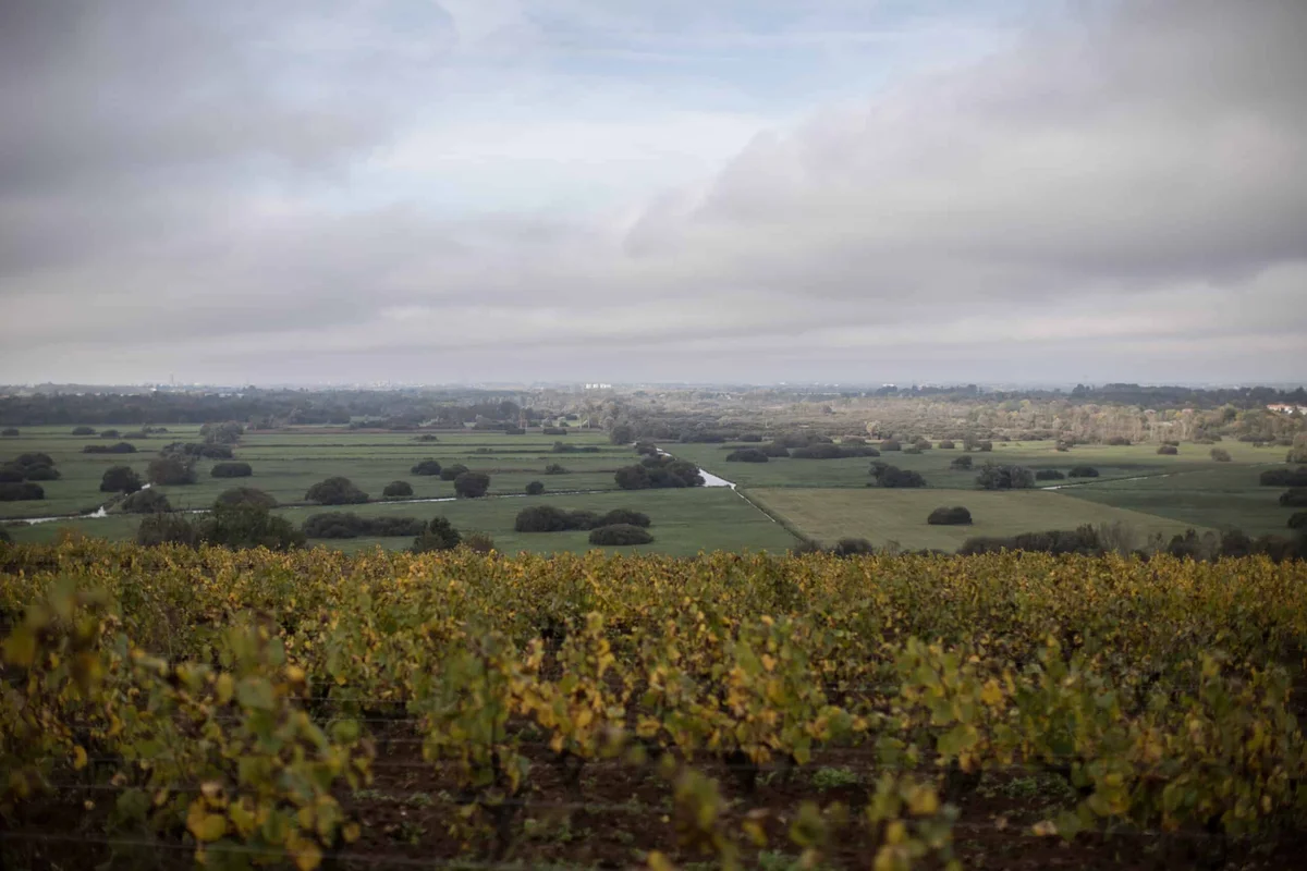 Weinberge des Domaine Luneau-Papin im Muscadet