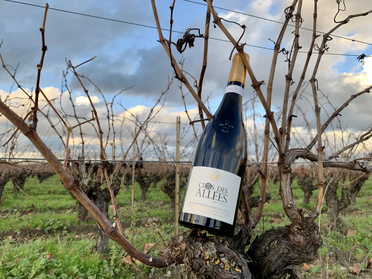 Clos des Allées Weinberg Luneau-Papin